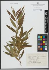 Foto von Salix triandra L. x Salix viminalis L.